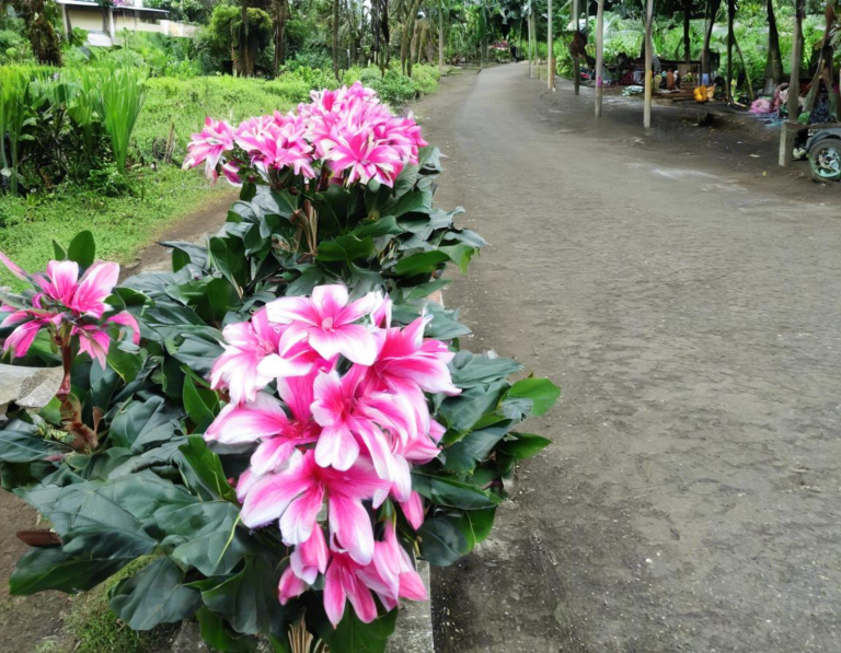 Koleksi Bunga Langka di Taman Bunga Nusantara Ciwidey