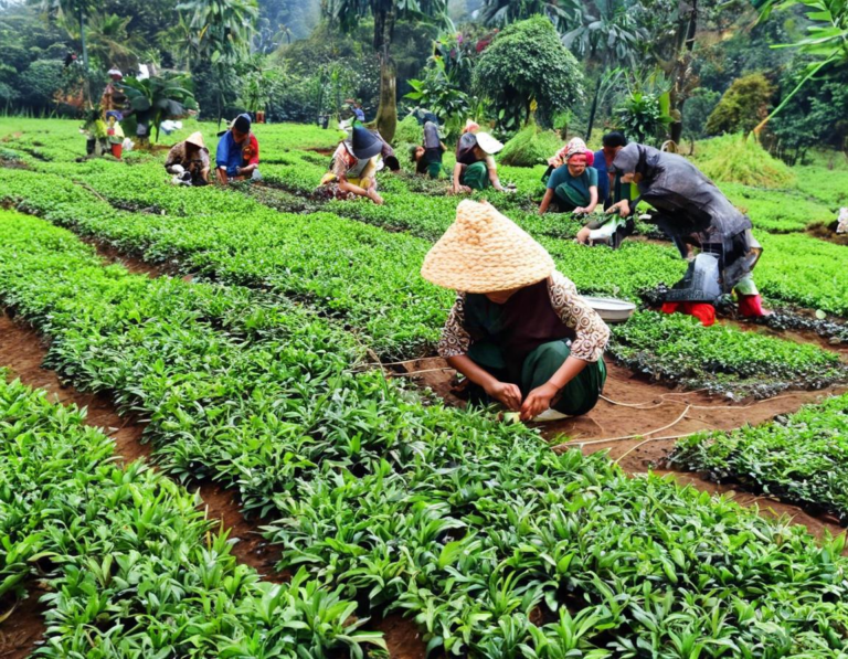 Proses Pembuatan Teh di Kebun Teh Rancabali Ciwidey